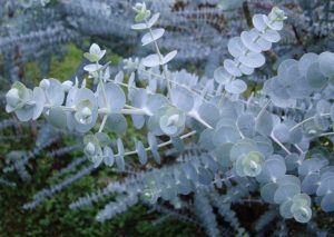 Eucalyptus blue baby