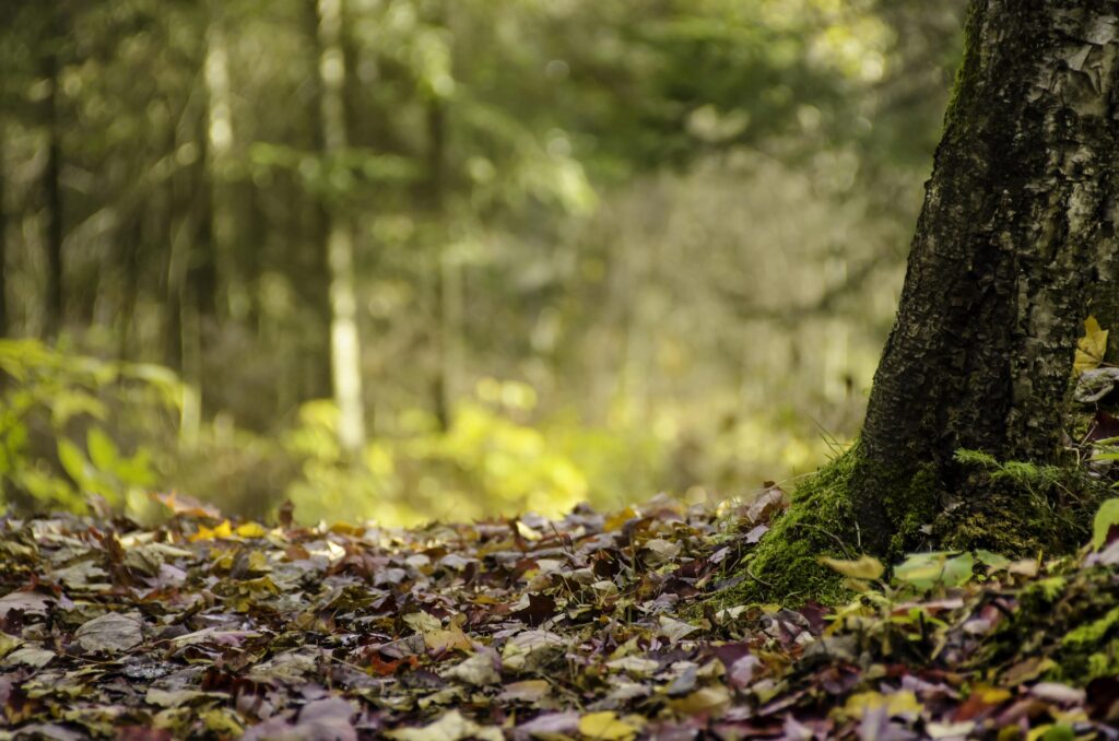 Bois foret